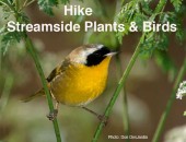 May 20 Hike: Streamside Plants and Birds